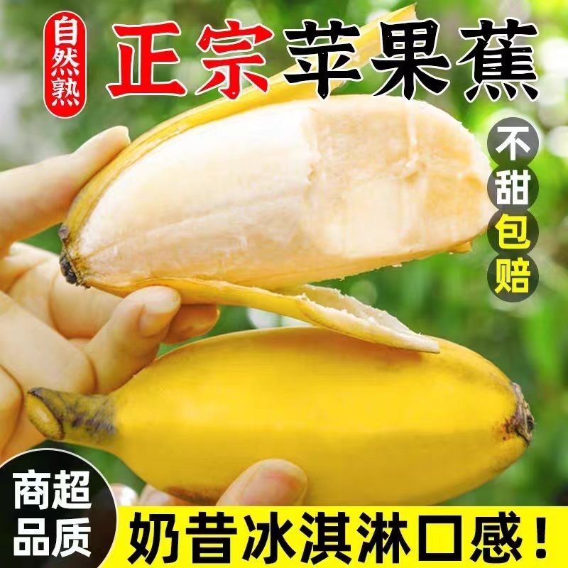 广西苹果蕉当季新鲜水果现摘9斤整箱自然熟孕妇香蕉粉蕉
