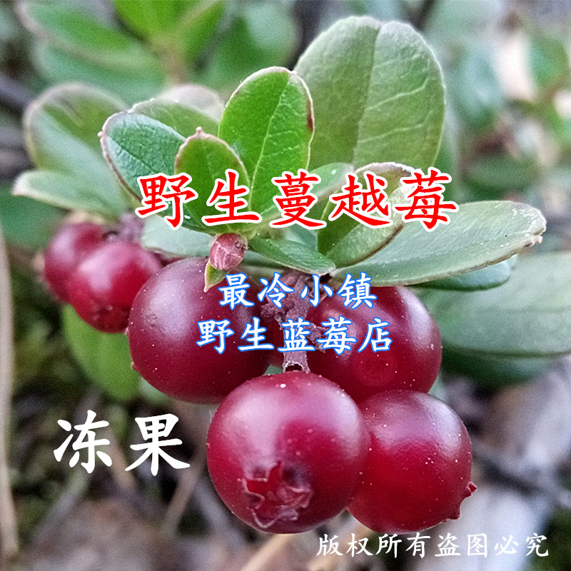 黑龙江大兴安岭野生蔓越莓天然新鲜冷冻鲜果水果北国红豆雅格达