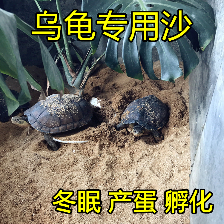 天然乌龟沙冬眠产蛋黄沙陆龟乌龟宠物养营养沙生蛋沙干净免洗细沙