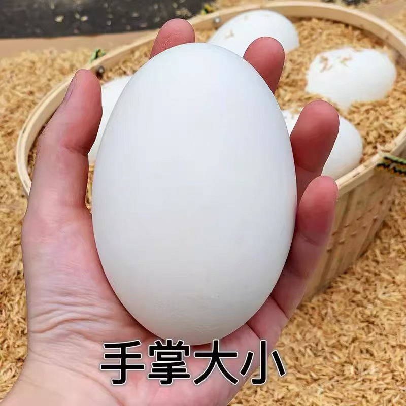 【镇店之宝】超大鹅蛋12枚新鲜鹅蛋农家散养正宗土鹅蛋孕妇去胎毒