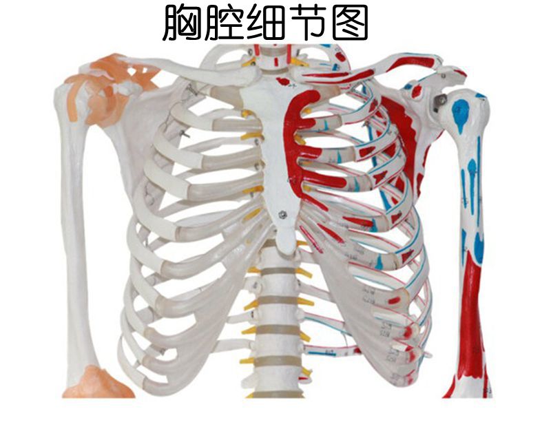 人体骨骼模型肌肉起止点标识韧带关节脊柱可弯曲活T动正骨美术艺