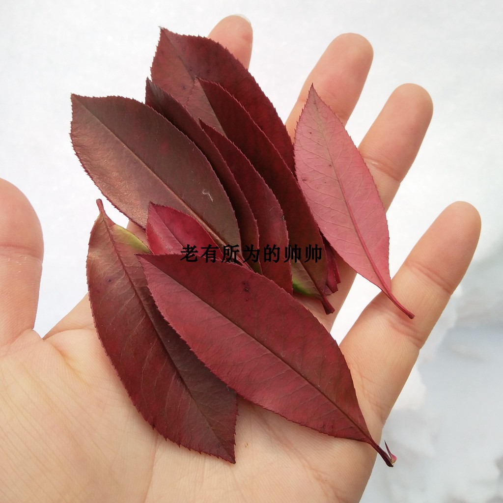 真树叶手工材料教学红色树叶大小不一 艺术树叶画材料新鲜红树叶