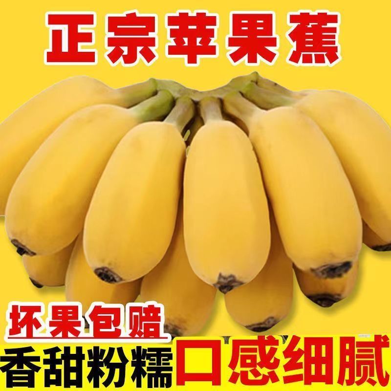 苹果蕉广西苹果蕉粉蕉应季水果香蕉超甜薄皮现摘新鲜香甜粉糥