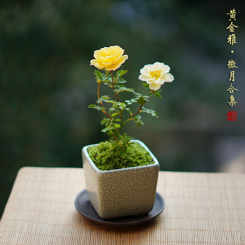 日本超微型月季微月玫瑰黄金雅天荷繁星须惠姬粉妍阳台窗台桌面花