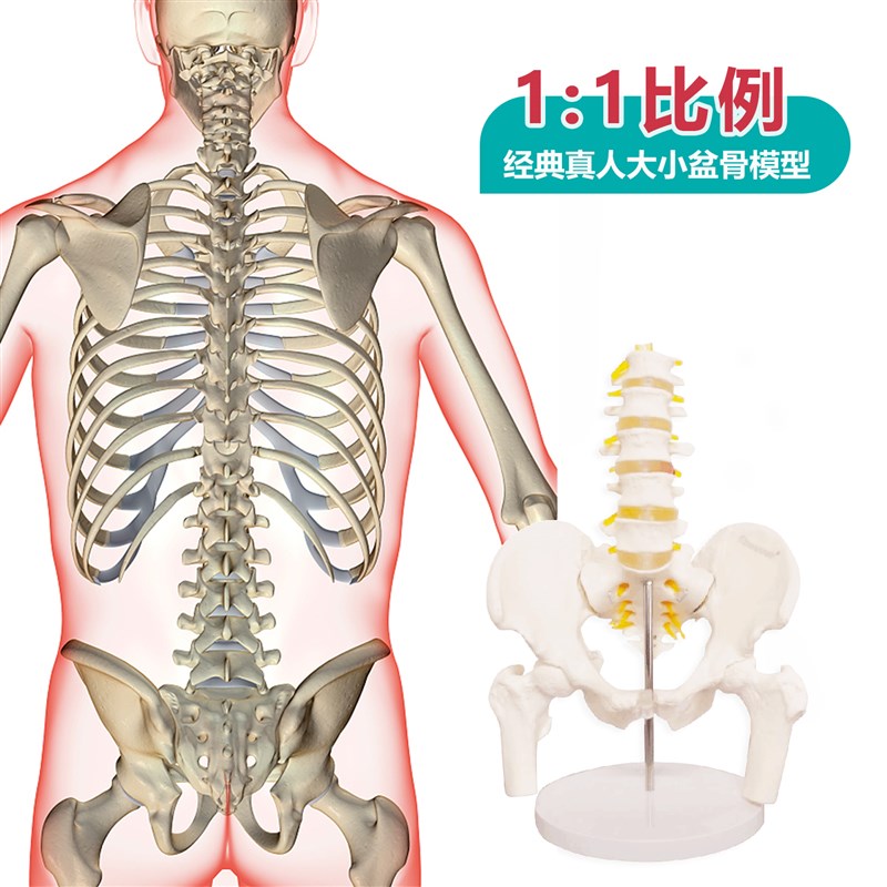 动态女性腰椎骨盆骨骼模型关节可活动真人O比例康复人体医用骨架