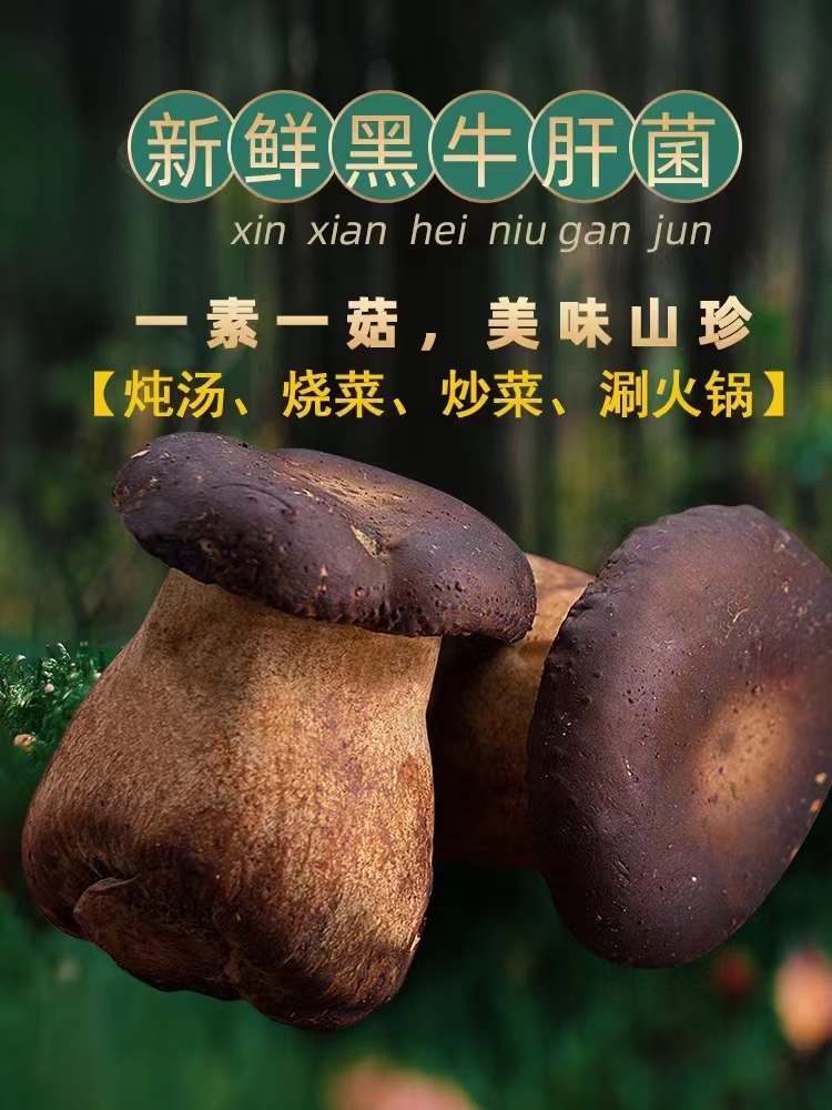 美味牛肝菌新鲜云南版纳特产干牛肝菌新鲜菌菇类蘑菇野生菌煲汤料