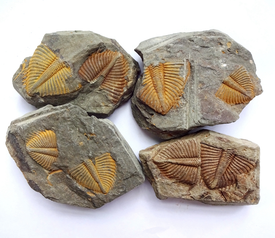 天然鹦鹉螺动物昆虫鱼齿牙海百合三叶虫化石教学儿童兴趣科普2630