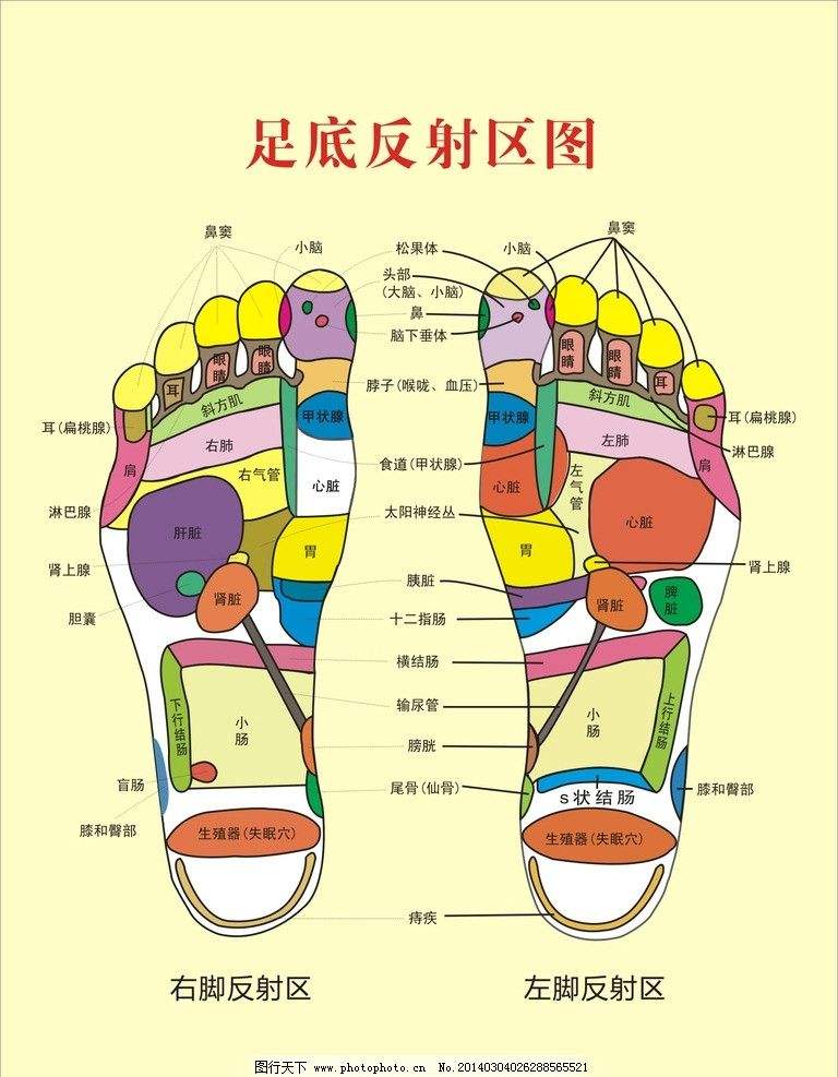 樊字脚底磁疗保健按摩鞋垫男女通用穴位刺激硬按摩保健养生鞋垫