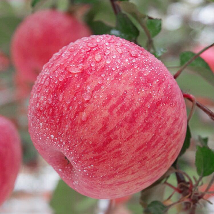 烟台苹果栖霞山地红富士当季孕妇水果农家新鲜原产地直发五斤包邮