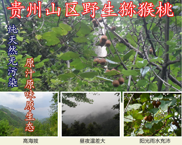 贵州特产深山天然野生奇异果猕猴桃富晒绿色食品孕妇10斤起包邮