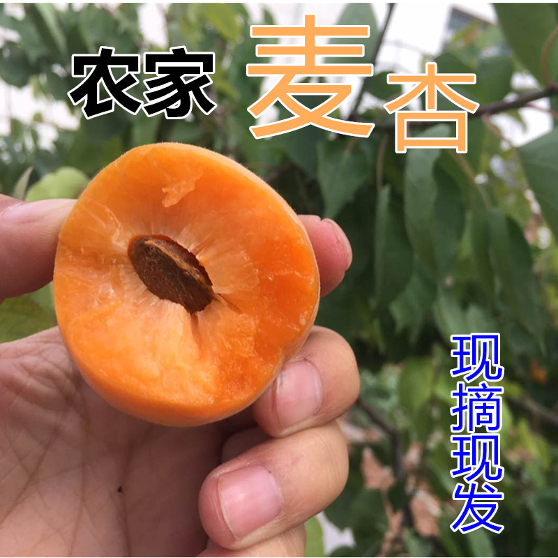 农家黄杏水果新鲜杏子现摘时令鲜杏酸甜应季黄杏麦杏孕妇水果5斤