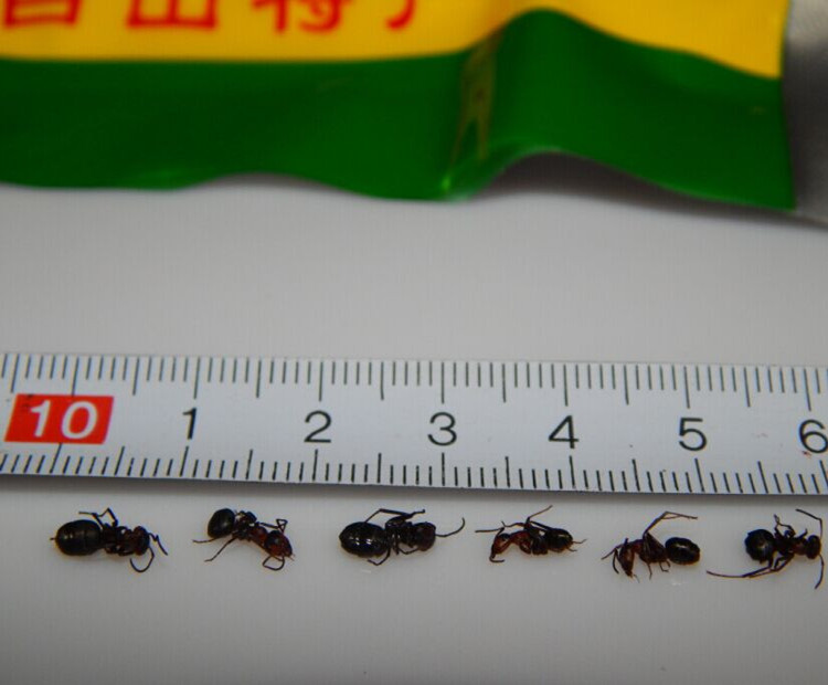 东北长白山 大黑蚂蚁 伊春野生红蚂蚁中药材拟黑多刺蚁干泡酒250g