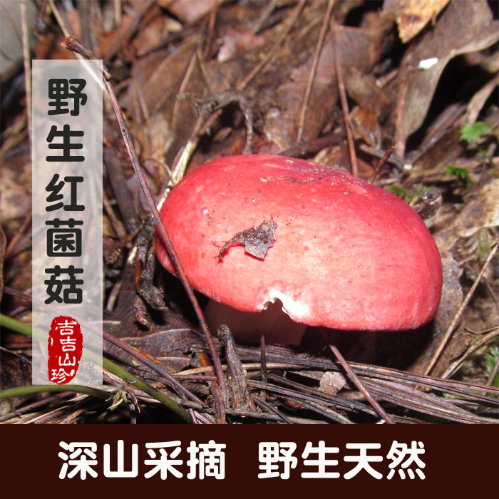 新货红菌子红菇青川土特产农家干货蘑菇孕妇煲汤食材200g